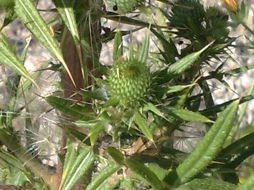 Cirsium vulgare a Latina